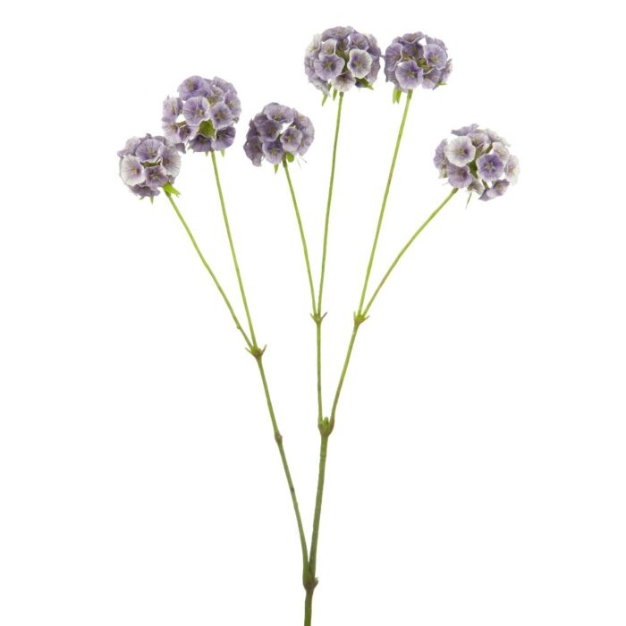 SCABIOSA STELLATA 65cm