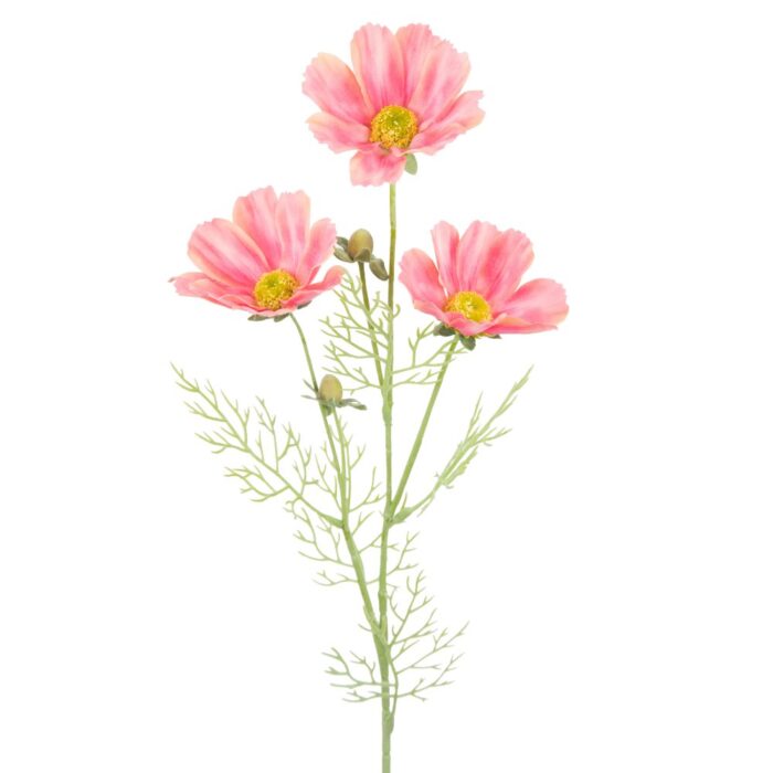 SHERBET COSMOS 64cm