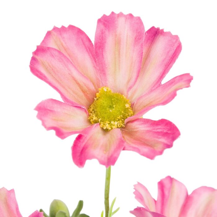 SHERBET COSMOS 64cm - Image 2