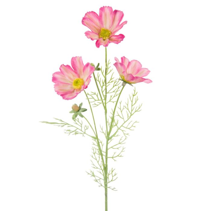 SHERBET COSMOS 64cm