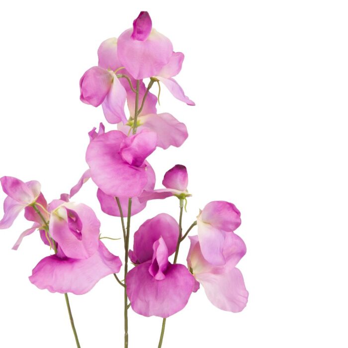 SWEETPEA 74cm - Image 2
