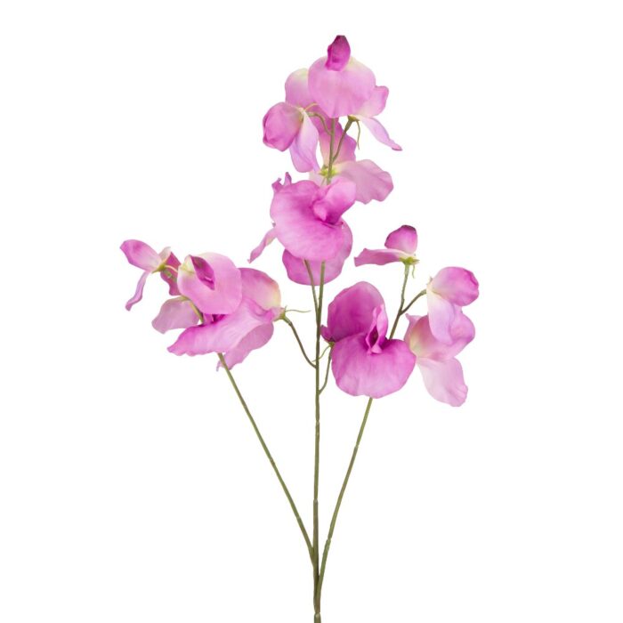 SWEETPEA 74cm