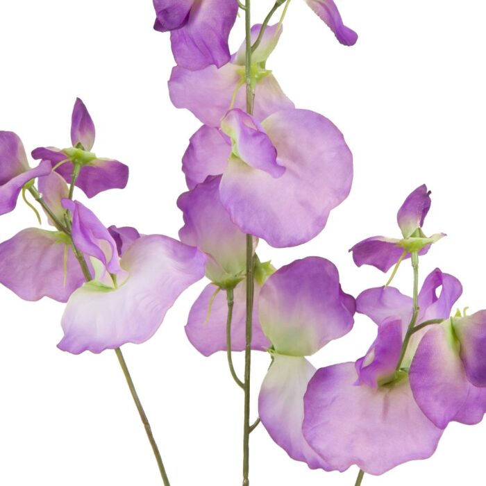 SWEETPEA 74cm - Image 2