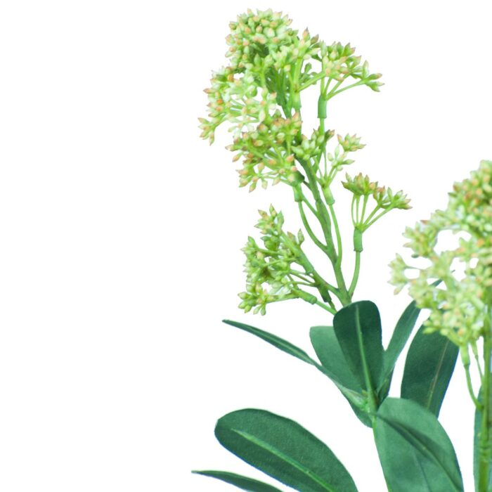 SKIMMIA JAPONICA 66cm - Image 2