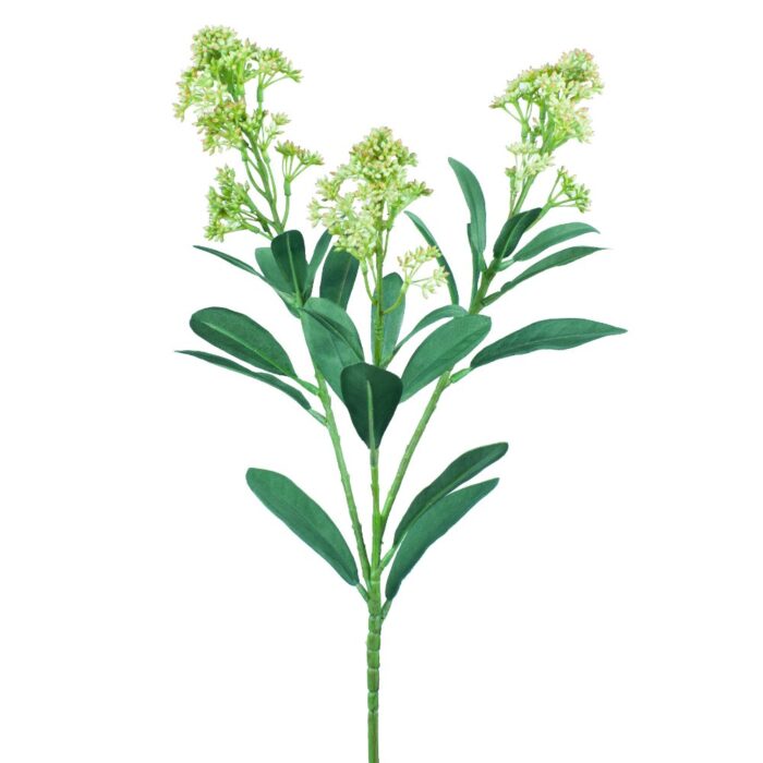 SKIMMIA JAPONICA 66cm