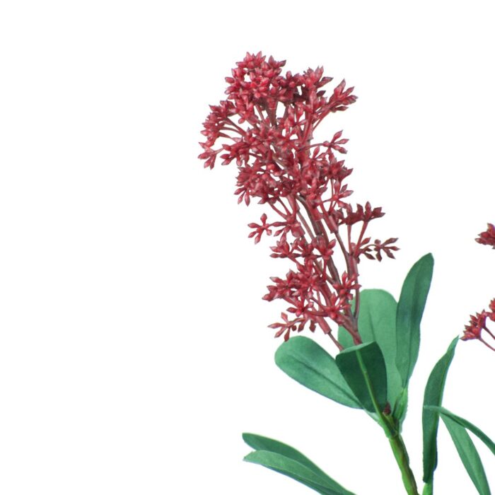 SKIMMIA JAPONICA 66cm - Image 2