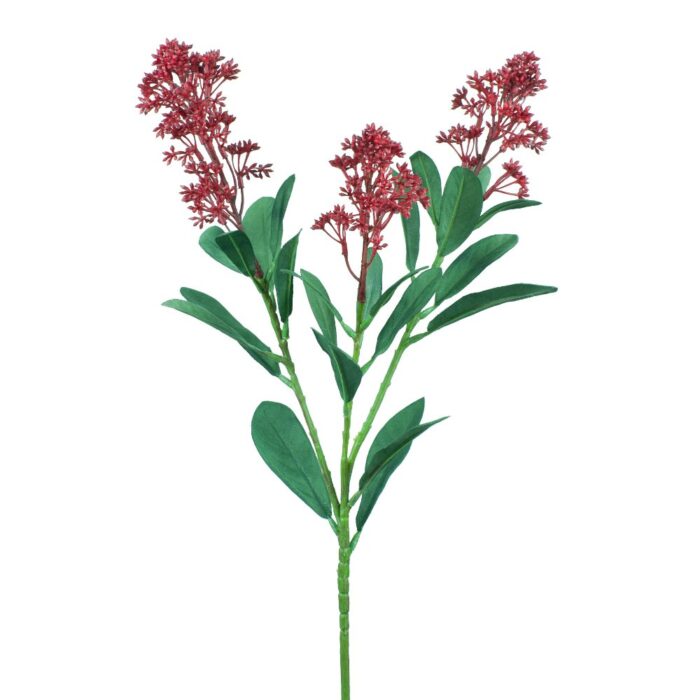 SKIMMIA JAPONICA 66cm