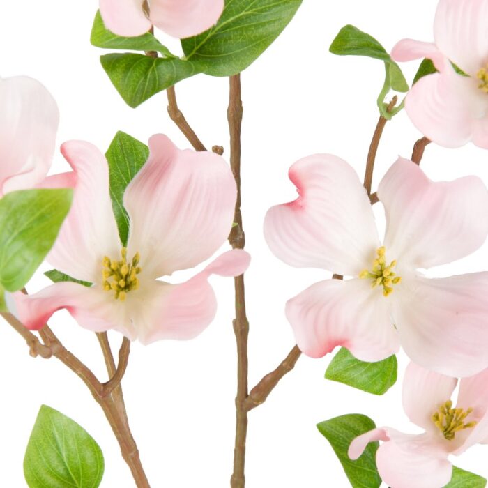 AMERICAN DOGWOOD 96cm - Image 2
