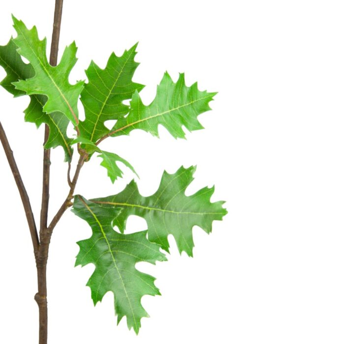 AMERICAN OAK SPRAY 99cm - Image 2