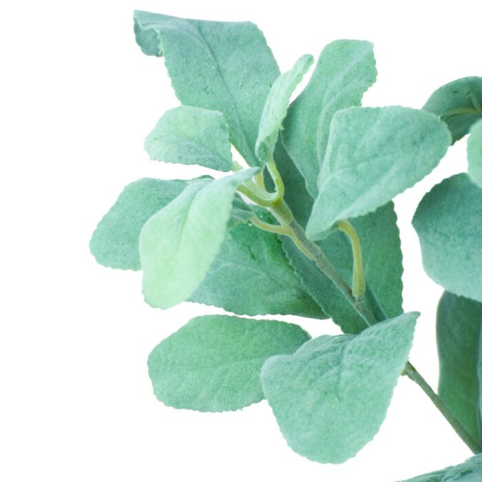 LAMBS EAR 80cm - Image 2