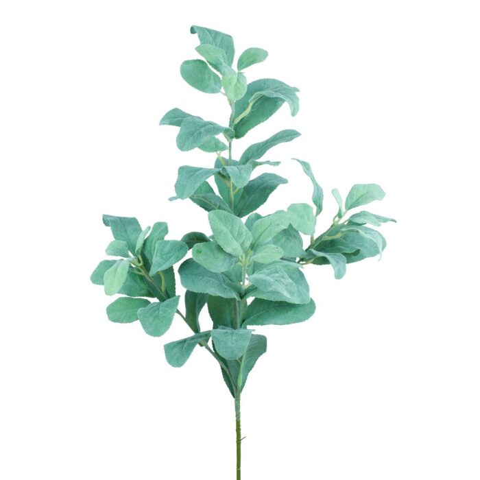 LAMBS EAR 80cm
