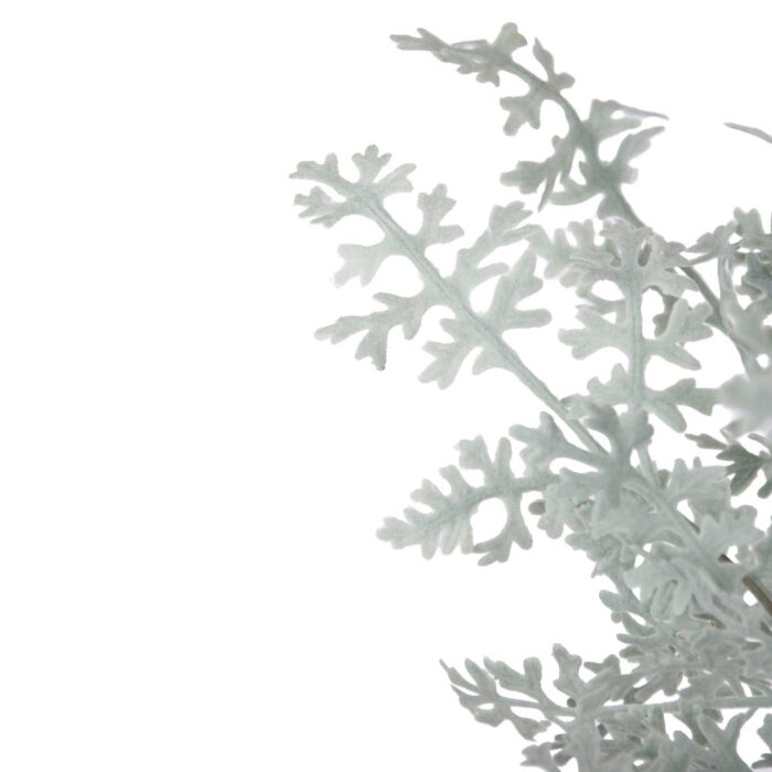 DUSTY MILLER BUSH 40cm - Image 2
