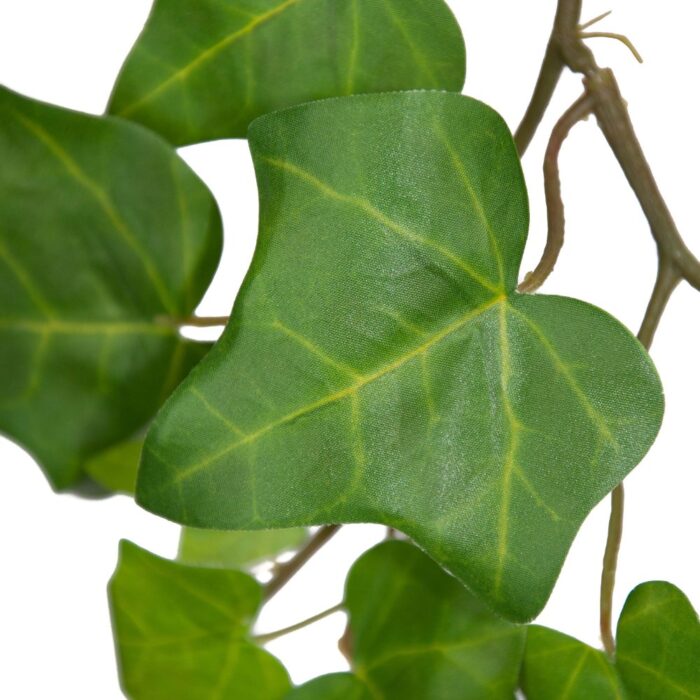 ENGLISH IVY TRAIL 89cm - Image 2