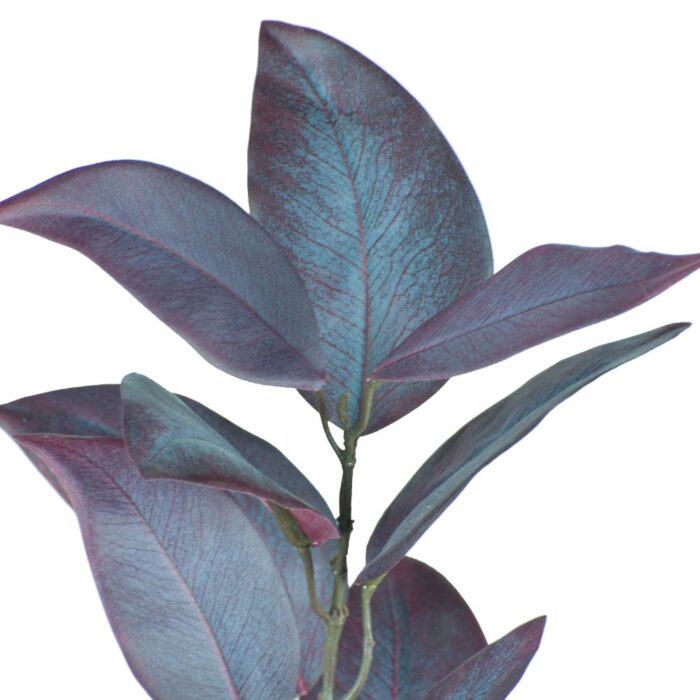 EUCALYPTUS SILVERANA 85cm - Image 2