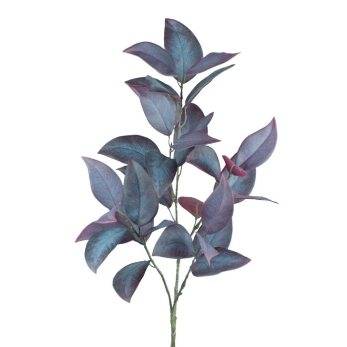 EUCALYPTUS SILVERANA 85cm