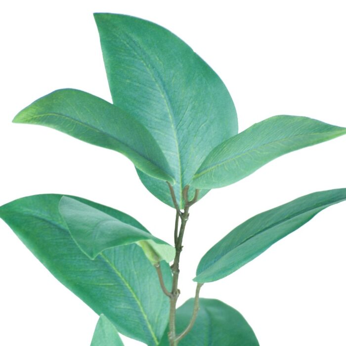 EUCALYPTUS SILVERANA 85cm - Image 2