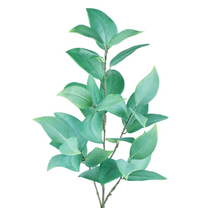 EUCALYPTUS SILVERANA 85cm