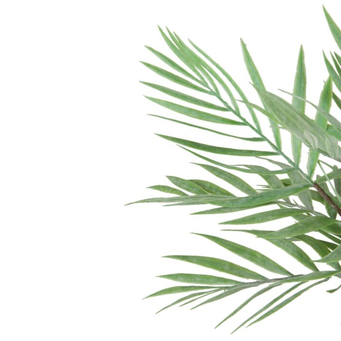 FROSTED CYCAS FERN 45cm - Image 2