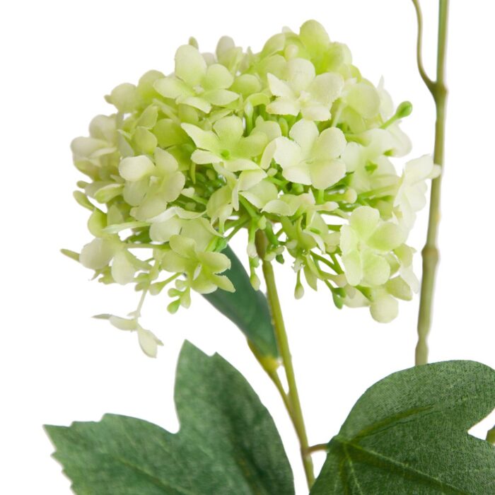 VIBURNUM OPULUS 100cm - Image 2