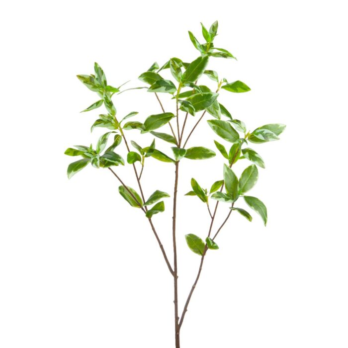 VIBURNUM TINUS 116cm