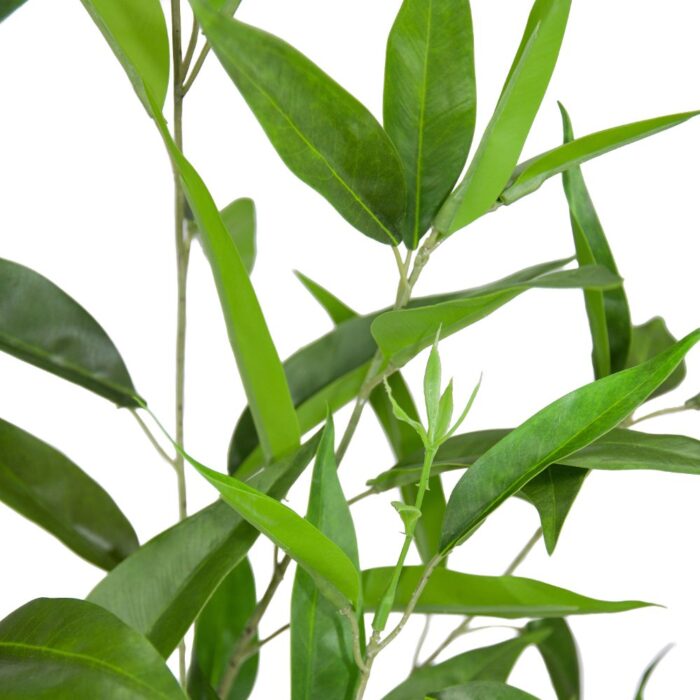 WILD PRIVET 108cm - Image 2