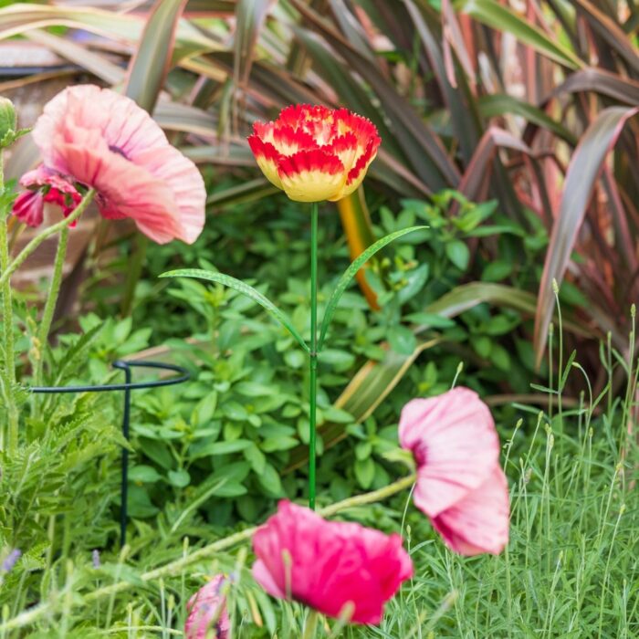 PARROT TULIP R/Y - Image 3