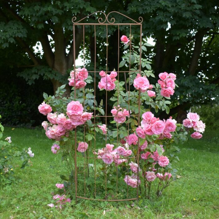 CURVED TRELLIS 1.65m - Image 2