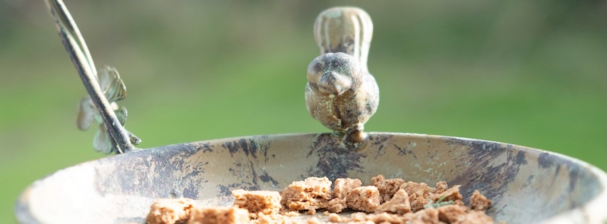 Wildlife-Friendly Garden Features: Adding Decorative Bird Tables and Dishes