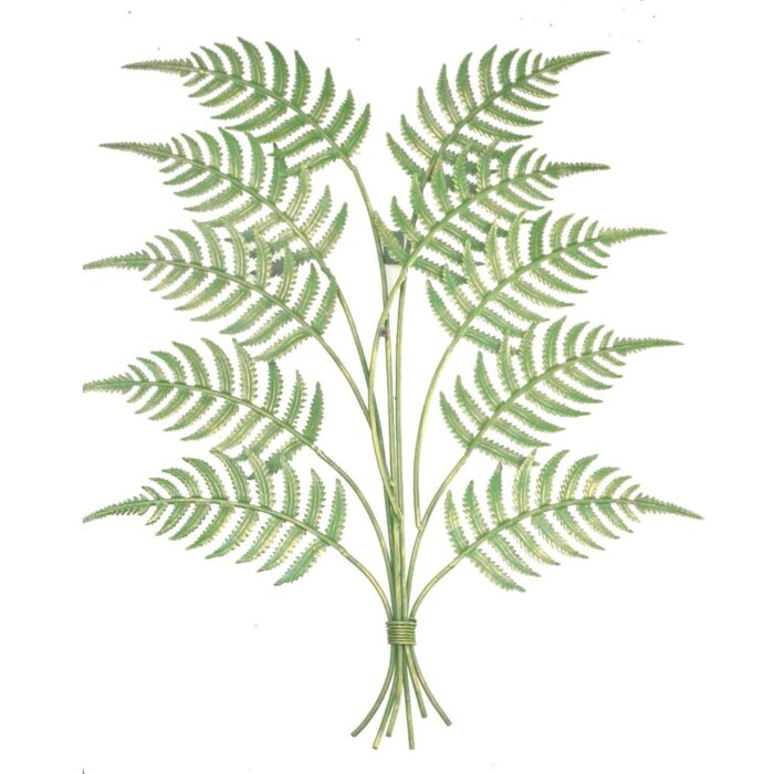 FERN WALLART (M)