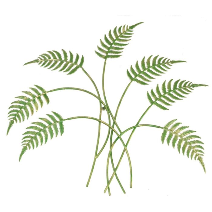 FERN WALLART (L)