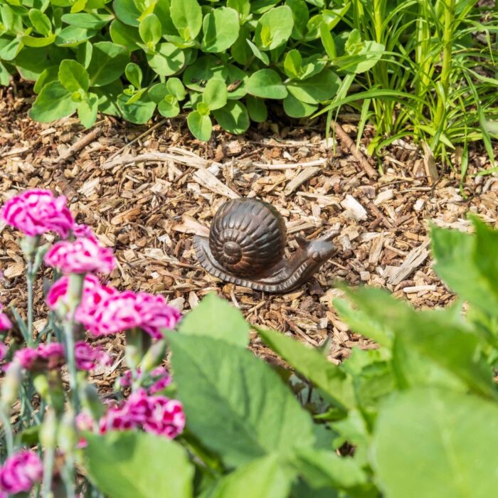 SNAIL - Image 3