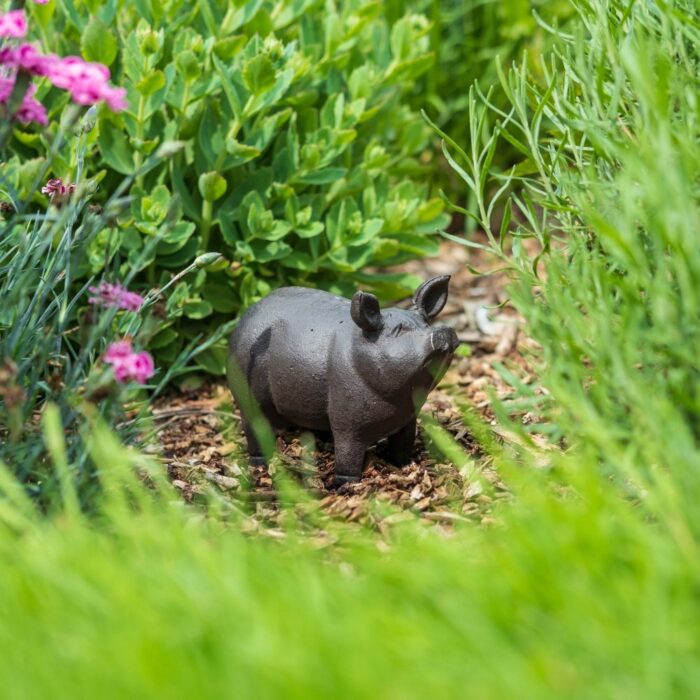 PIG STANDING - Image 4
