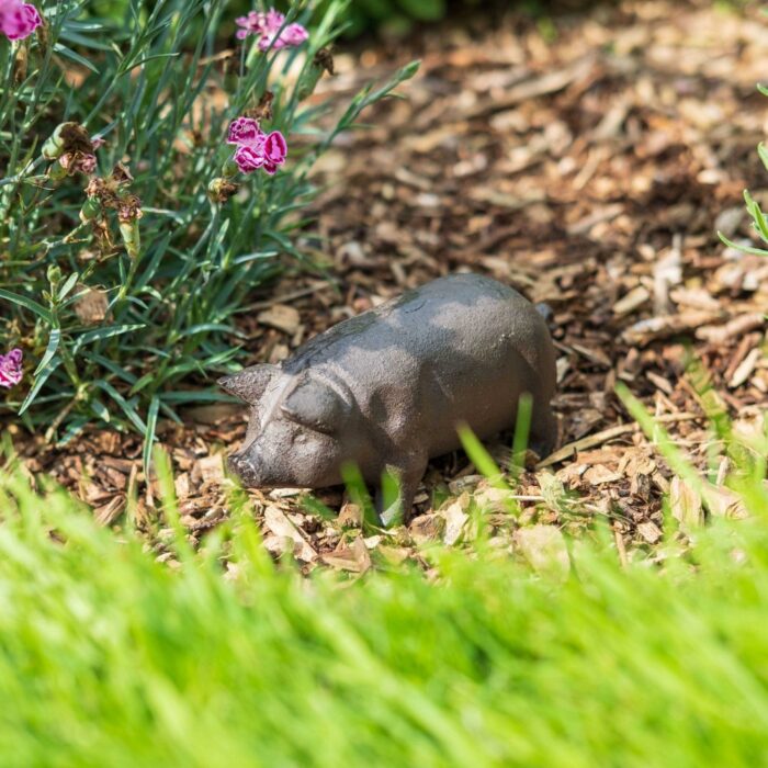 MINI PIG B - Image 4