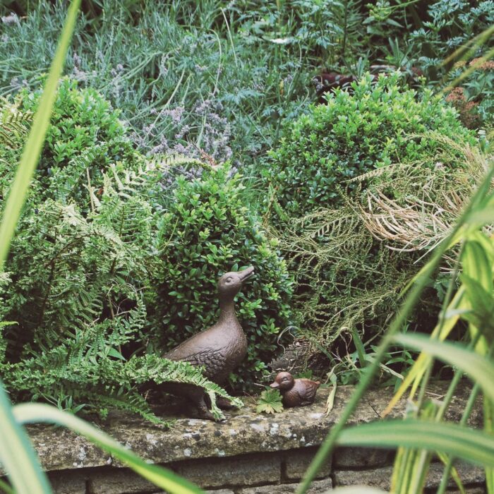 DUCK - Image 2