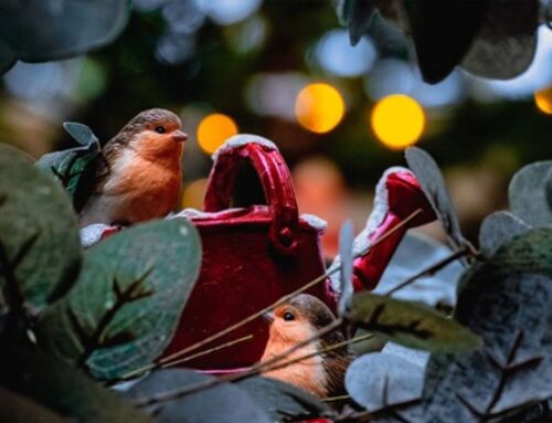 Enchanting Christmas with Ascalon Festive: Christmas for Gardeners